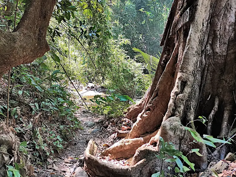 Thailand Provinz Chanthaburi Dschungel