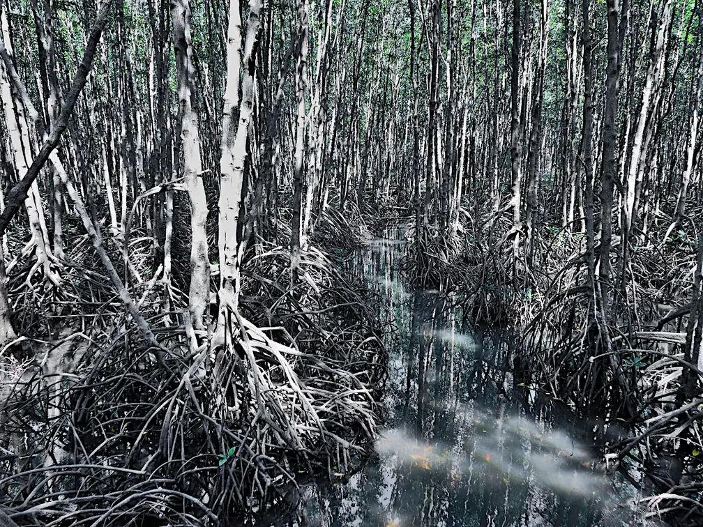 Thailand Provinz Chanthaburi Mangroven