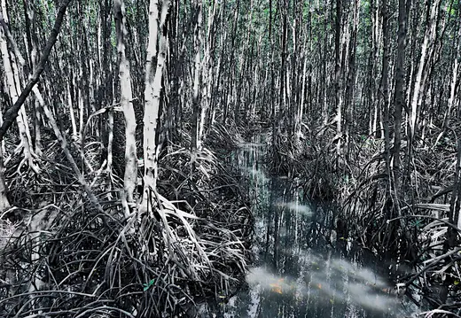 Thailand Provinz Chanthaburi Mangroven