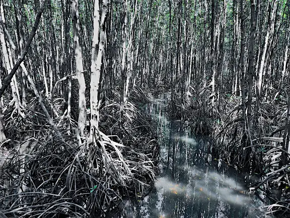 Thailand Provinz Chanthaburi Mangroven