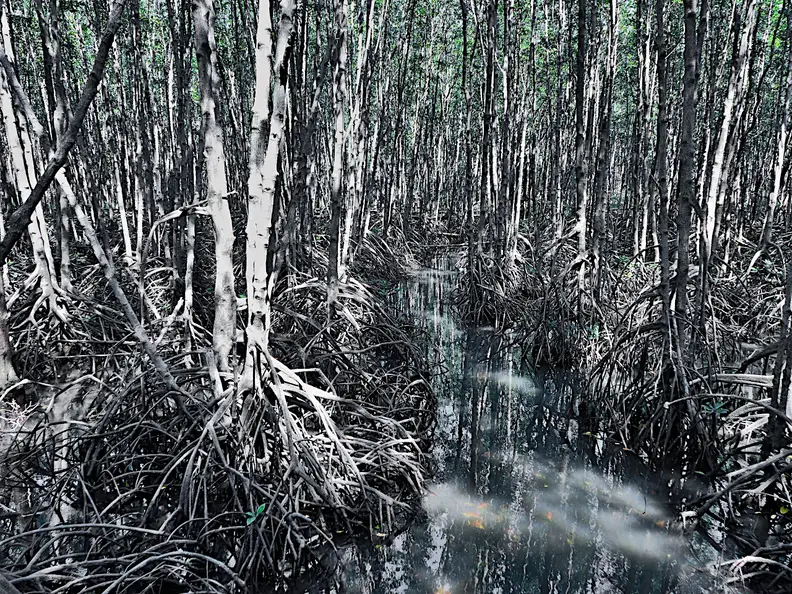 Thailand Provinz Chanthaburi Mangroven
      