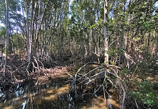 Thailand Provinz Chanthaburi Mangroven1