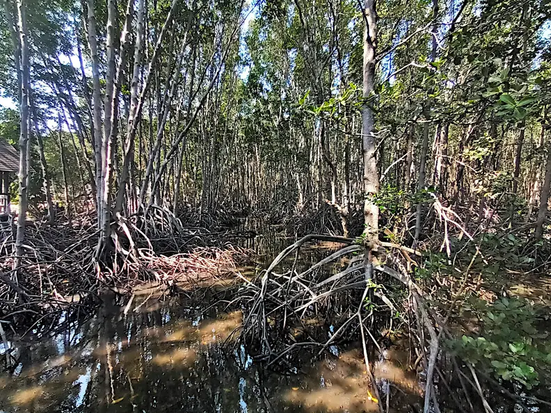 Thailand Provinz Chanthaburi Mangroven1