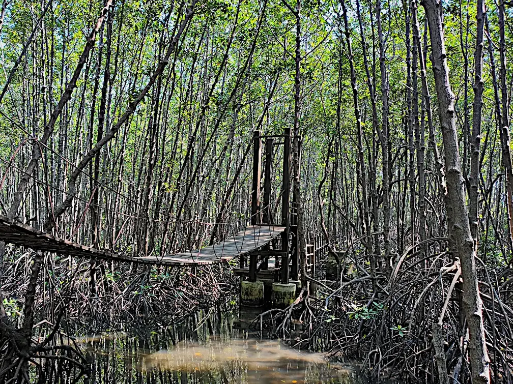 Thailand Provinz Chanthaburi Mangroven2