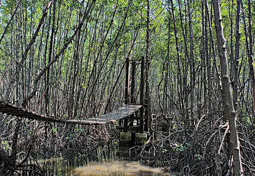 Thailand Provinz Chanthaburi Mangroven2