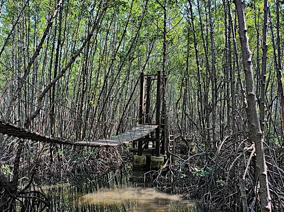 Thailand Provinz Chanthaburi Mangroven2