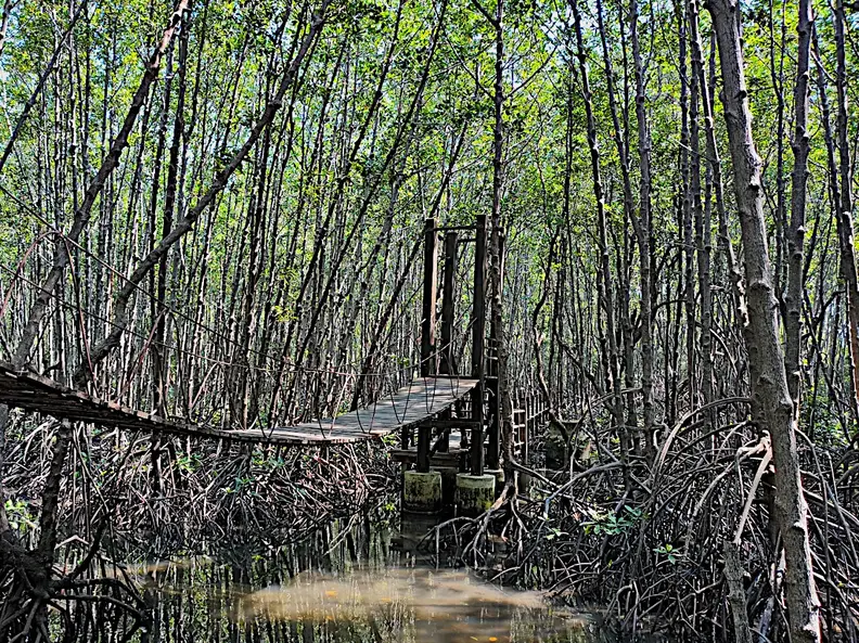 Thailand Provinz Chanthaburi Mangroven2