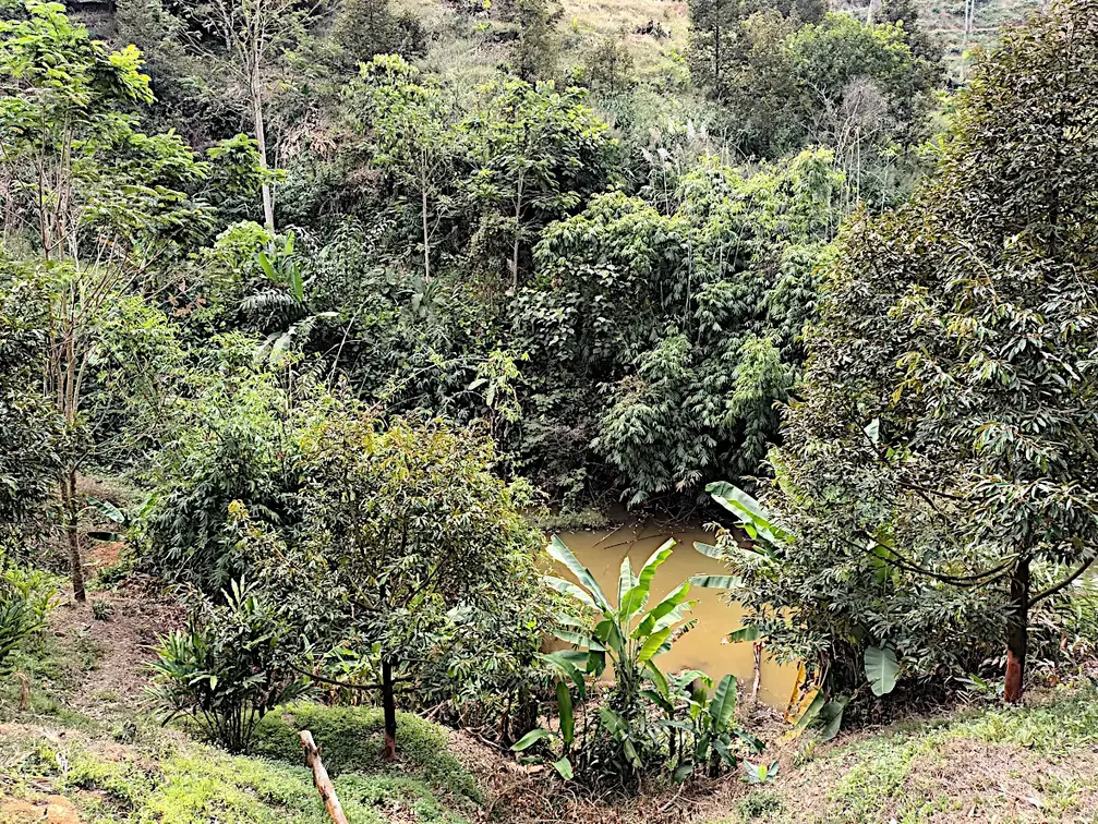 Thailand Provinz Chanthaburi Obstplantage