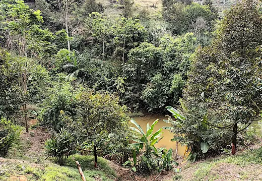 Thailand Provinz Chanthaburi Obstplantage