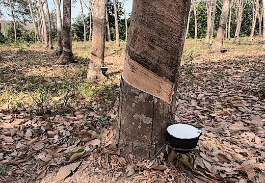 Thailand Provinz Chanthaburi Plantage Kautschuk