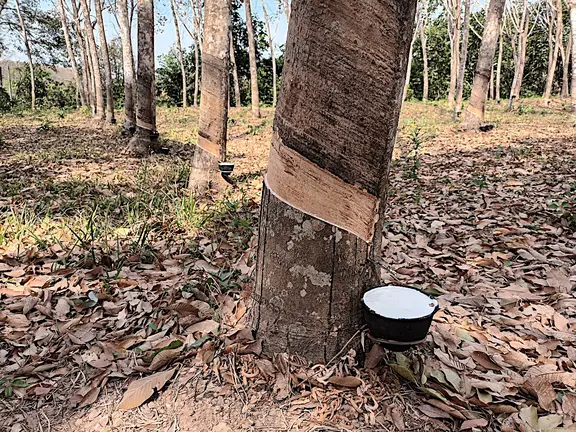 Thailand Provinz Chanthaburi Plantage Kautschuk