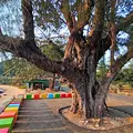 Thailand Provinz Chanthaburi Strand Baum