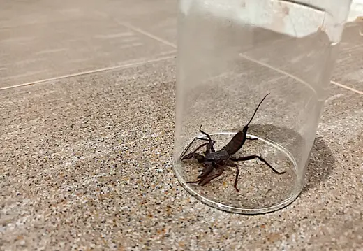 Thailand Provinz Chanthaburi Unterkunft Dusche Mitbewohner