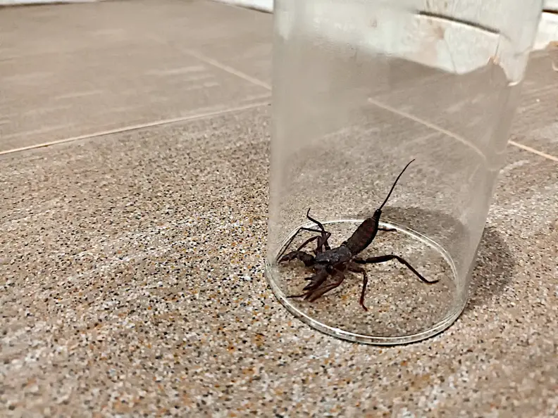 Thailand Provinz Chanthaburi Unterkunft Dusche Mitbewohner