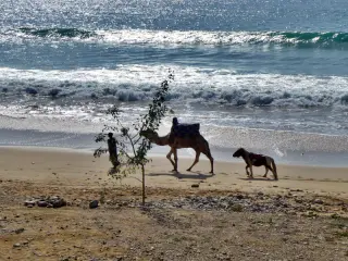 Kamel und Pony werden am Strand von Agadir entlang gefüht, im Hintergrund das Meer mit Wellen
