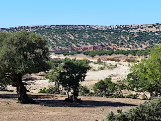 Arganbäume stehen an einer trockenen Landstraße vor einem bewaldeten Hügel im Hintergrund