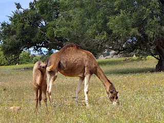Ein Kamel und ein Junges grasen auf einer Wiese unter einem Arganbaum