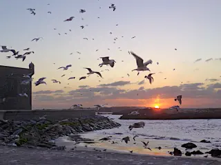 Möwen fliegen über den Hafen von Essaouira bei Sonnenuntergang, während das Meer sanft gegen die Steine plätschert