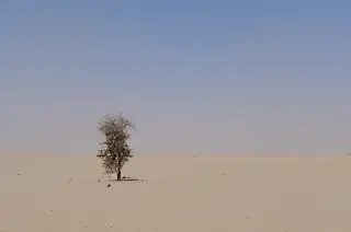 Ein einzelner Baum steht in einer weiten, sandigen Wüstenlandschaft unter klarem Himmel in der Sahara in Mauretanien