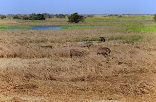 Mehrere Warzenschweine grasen in einem trockenen, hohen Grasfeld mit einem Teich und Büschen im Hintergrund