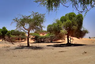 Savannenlandschaft mit vereinzelten Bäumen auf sandigem Boden unter klarem Himmel in Mauretanien