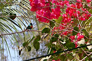 Singvogel mit buntem Gefieder sitzt auf dünnem Ast vor pinken Blüten und Palmenblättern