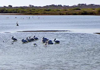 Gruppe von Pelikanen und Flamingos auf ruhigem Wasser vor bewachsenem Ufer im Nationalpark Lague de Barbarie
