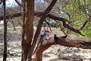 Vogel mit langem Schwanz und rotem Schnabel sitzt auf einem Ast in einem trockenen, baumbestandenen Gebiet