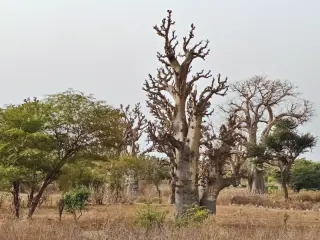 Baobab-Bäume mit dicken, knorrigen Stämmen und wenigen Ästen in einer trockenen Savannenlandschaft