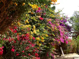 Bunte Bougainvillea-Hecke mit roten, gelben und violetten Blüten entlang eines Wegs auf der Insel Goree