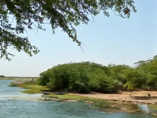 Flussufer des Senegal-Flusses mit dichtem Buschwerk, einem kleinen Boot am Ufer und einem Hund auf sandigem Boden